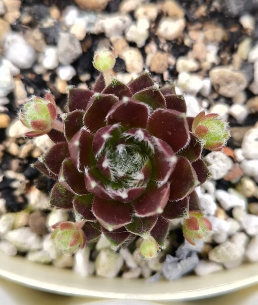 セール センペルビウムレグニ多肉植物苗