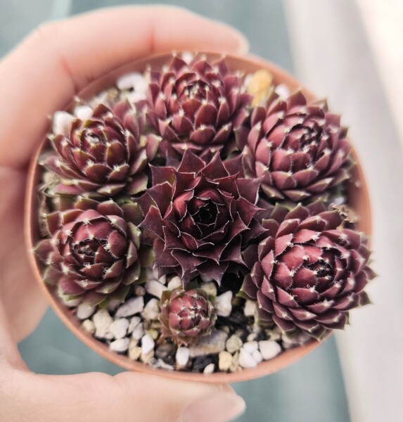 セール センペルビウム レグニ 多肉植物 苗