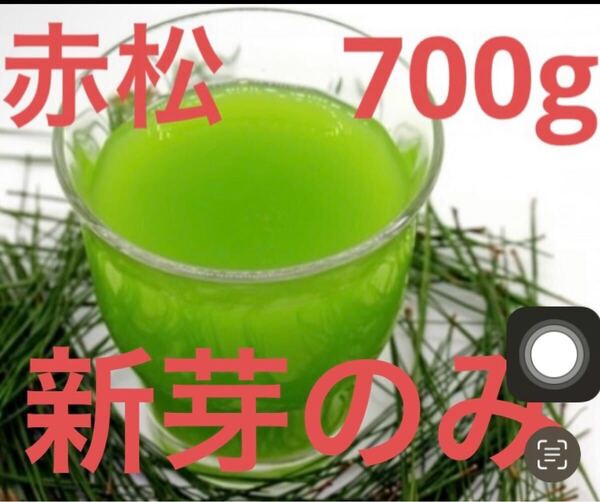 新芽のみ松の葉 野菜 枝付き赤松葉 岡山県産 即日発送 即購入可能