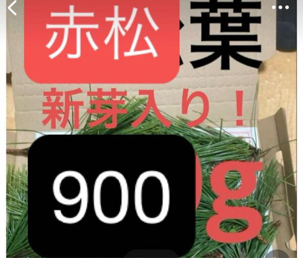 赤松の葉 野菜 岡山県産 即日発送 即購入可能