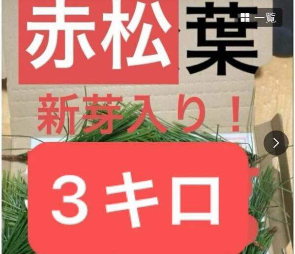 3キロ赤松の葉 野菜 岡山県産 即日発送 即購入可能新芽のみ