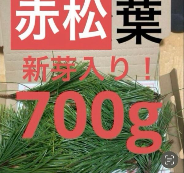 赤松の葉 野菜 岡山県産 即日発送 即購入可能