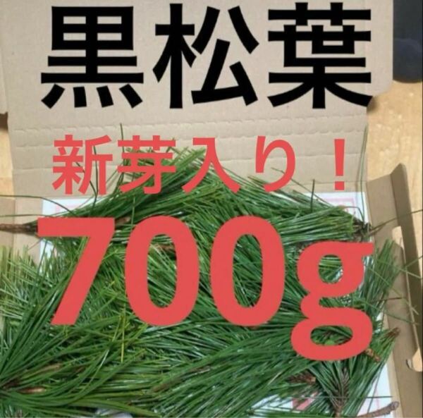 松の葉 野菜 岡山県産 即日発送 即購入可能