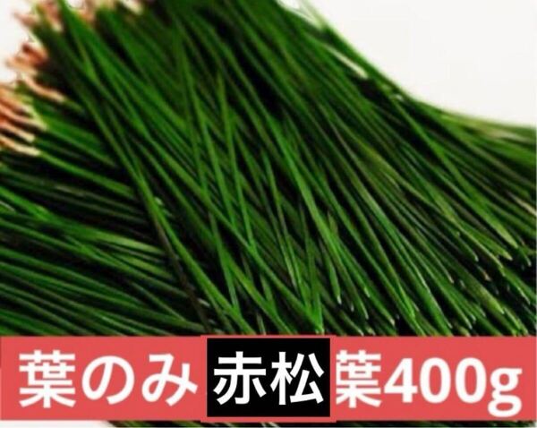 赤松の葉 野菜 岡山県産 即日発送 即購入可能新芽のみ