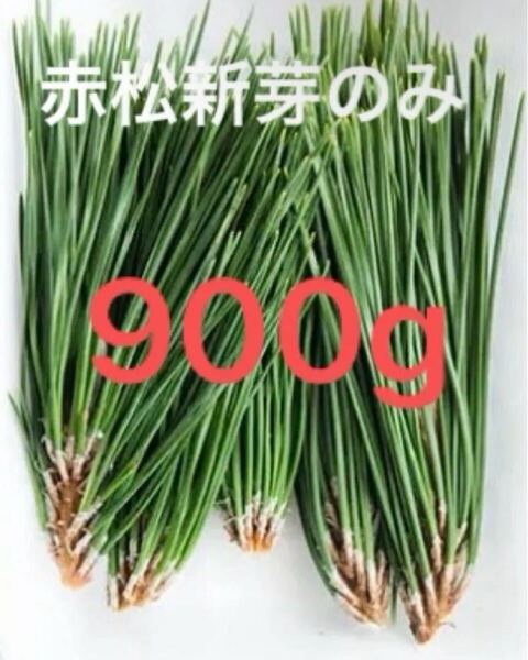 赤松新芽のみ 900グラム 無農薬 岡山県産 朝取れ