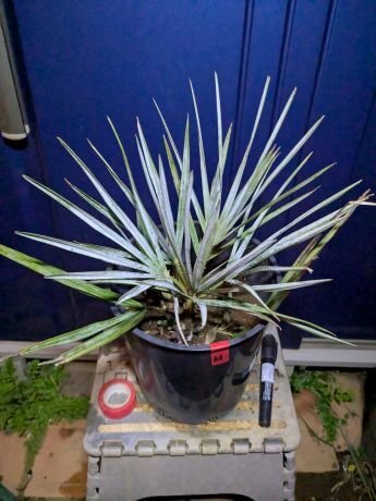 Yahoo!オークション -「チャメロプス」(ヤシ) (観葉植物)の落札 Yahoo!オークション -「チャメロプス」(ヤシ) (観葉植物)の落札