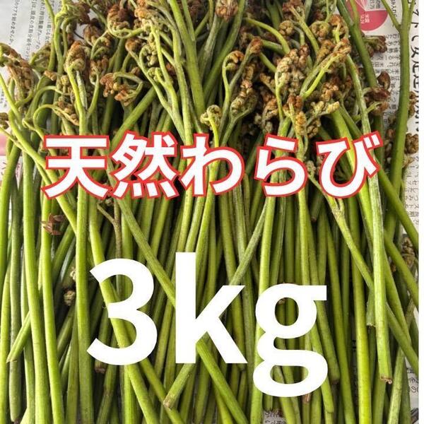 天然 無農薬 山菜 わらび 3Kg 80サイズダンボール