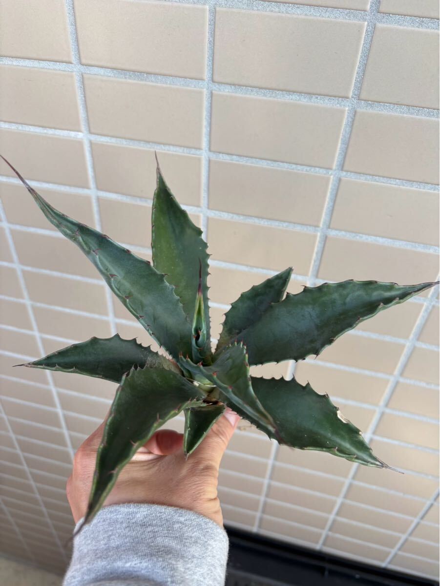 Yahoo!オークション -「ローガン」(アガベ) (観葉植物)の落札 Yahoo!オークション -「ローガン」(アガベ) (観葉植物)の落札