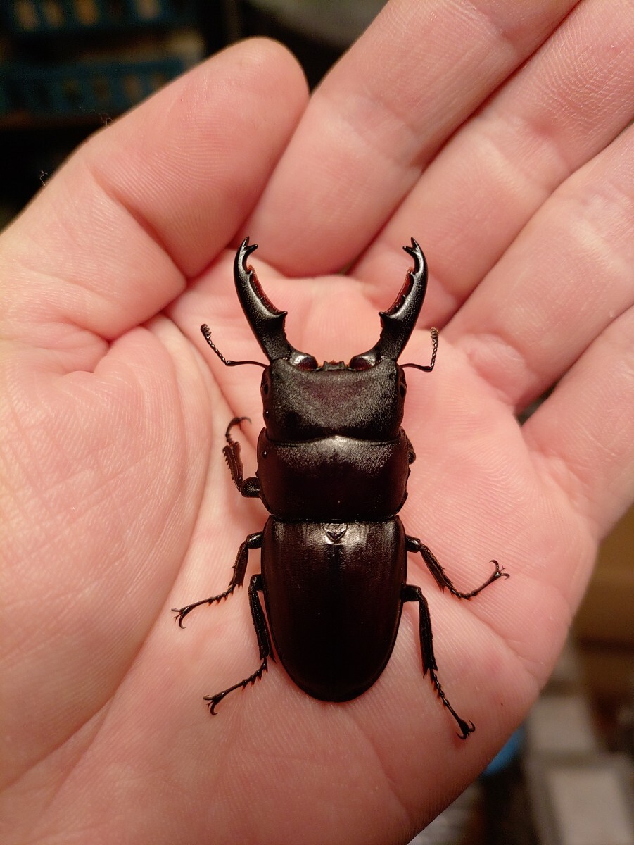 標本　ヒラタクワガタ ルソン島産 標本 ヒラタクワガタ ルソン島産 - メルカリ