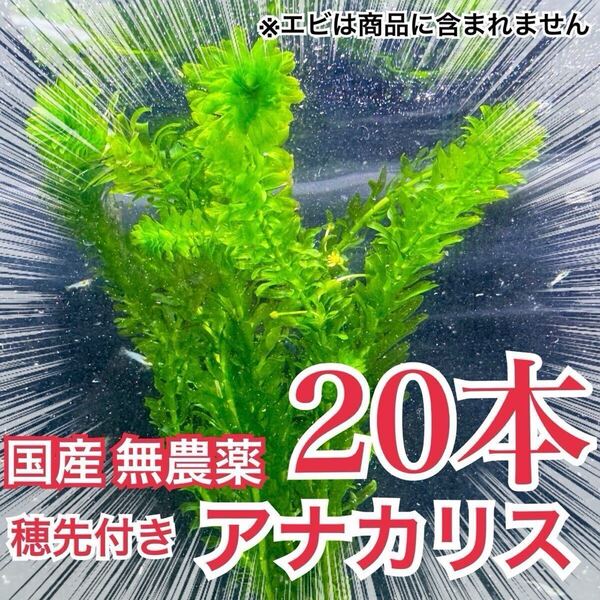 【20本】国産 無農薬アナカリス(オオカナダモ) 水草 産卵藻 金魚草 金魚藻 ザリガニ イモリ メダカ