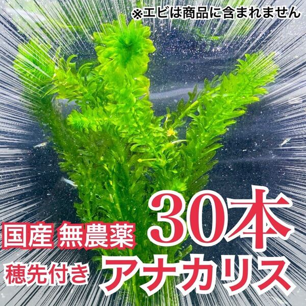 【30本】国産 無農薬アナカリス(オオカナダモ) 水草 産卵藻 金魚草 金魚藻 メダカ イモリ ザリガニ