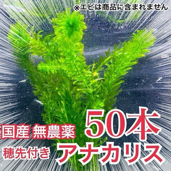 【50本】国産 無農薬アナカリス(オオカナダモ) 水草 産卵藻 金魚草 金魚藻 メダカ 稚魚 ザリガニ