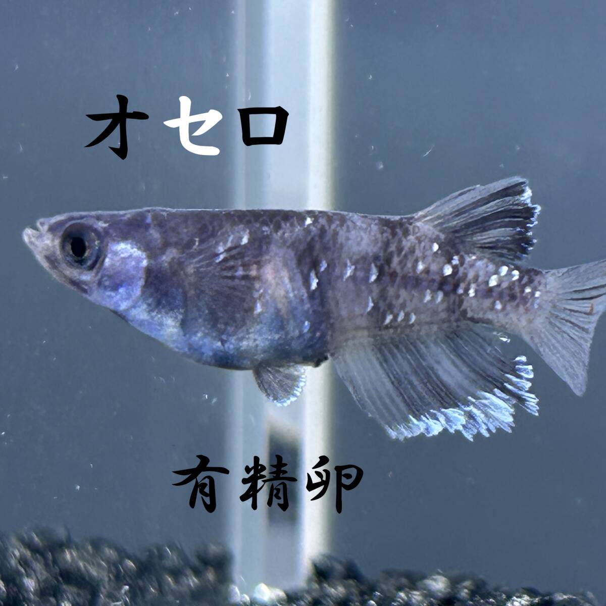 2025年最新】夢中メダカの人気商品がたくさん見つかります
