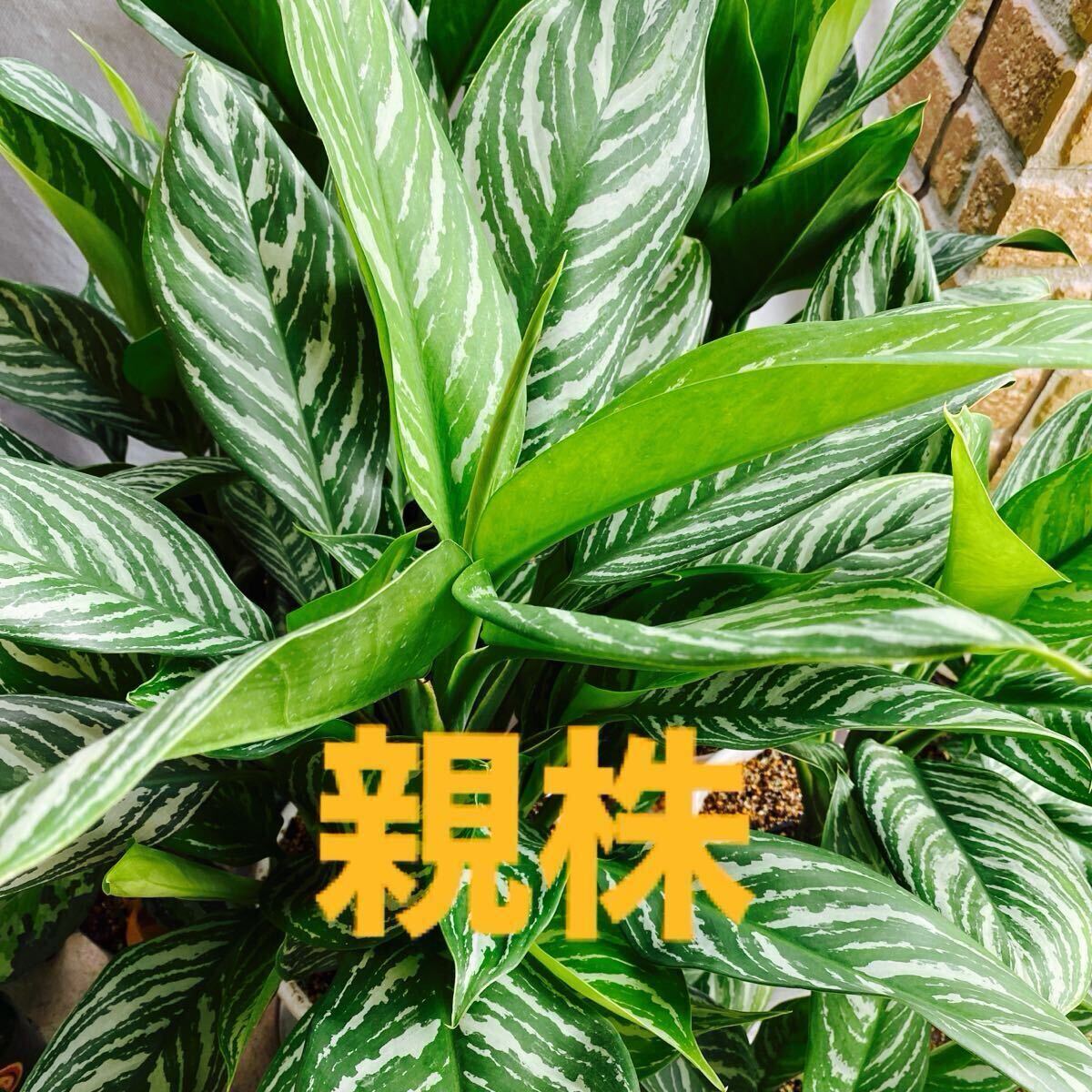 Yahoo!オークション -「アグラオネマ カーティシー」(観葉植物 Yahoo!オークション -「アグラオネマ カーティシー」(観葉植物
