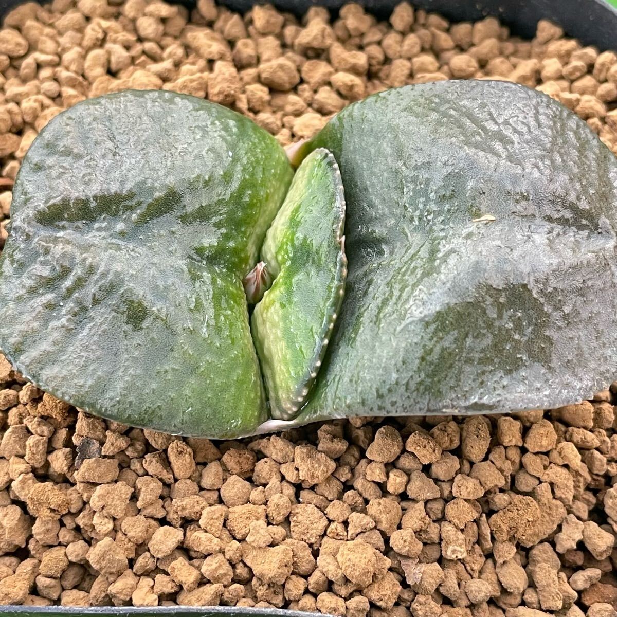 Yahoo!オークション -「多肉 葉挿し」(サボテン) (観葉植物)の Yahoo!オークション -「多肉 葉挿し」(サボテン) (観葉植物)の