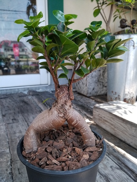 ★精霊の宿る木【ガジュマル*Ficus microcarpa*多幸の木*5号*】31★写真現品★