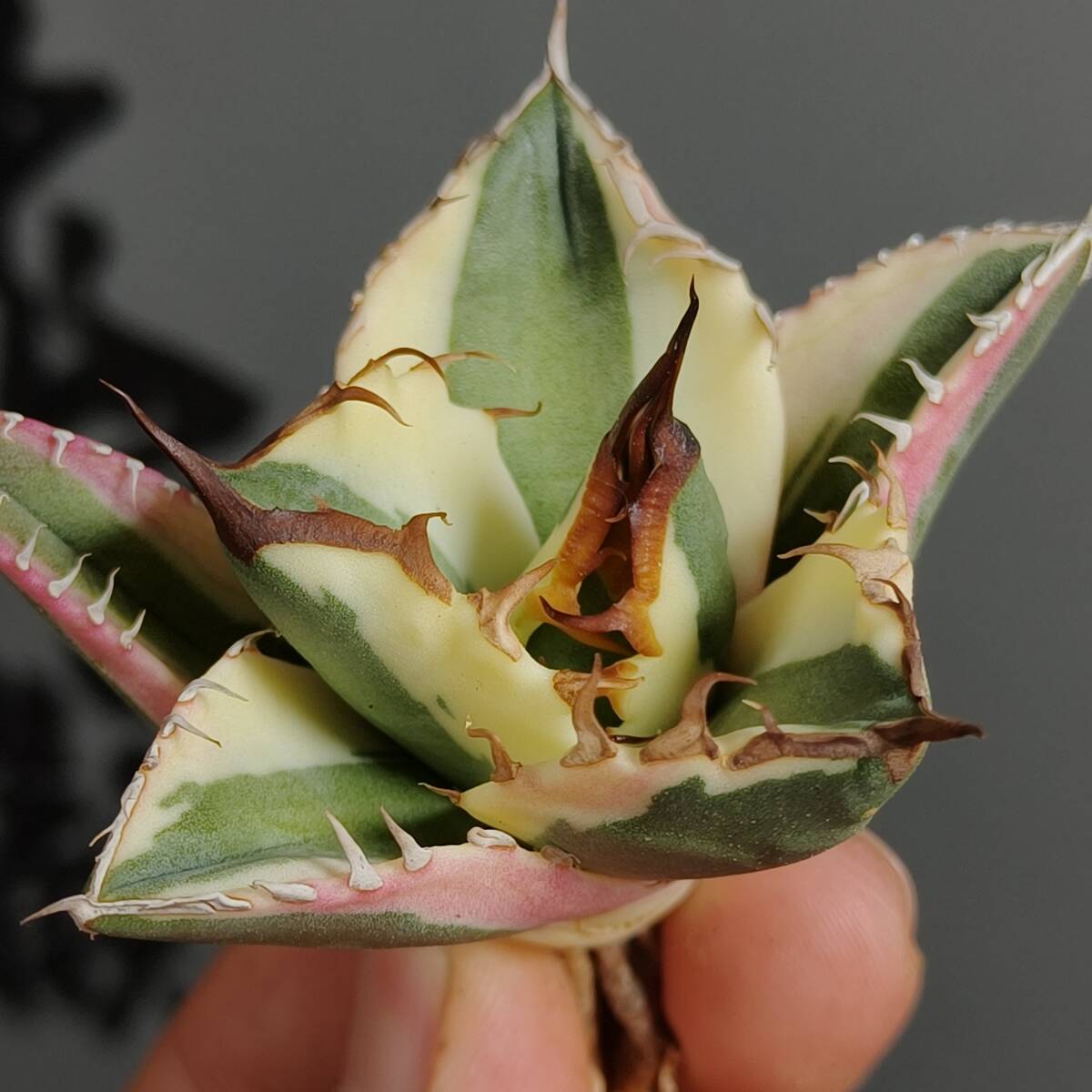 Yahoo!オークション -「スナグルトゥース」(アガベ) (観葉植物