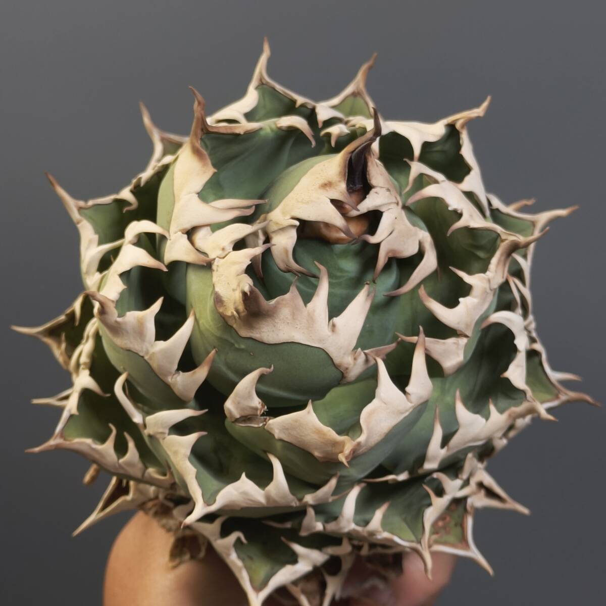 2025年最新】Yahoo!オークション - アガベ(観葉植物 花、園芸)の 2025年最新】Yahoo!オークション - アガベ(観葉植物 花、園芸)の