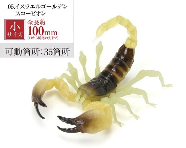 【送料無料】いきもの大図鑑 サソリ イスラエルゴールデンスコーピオン
