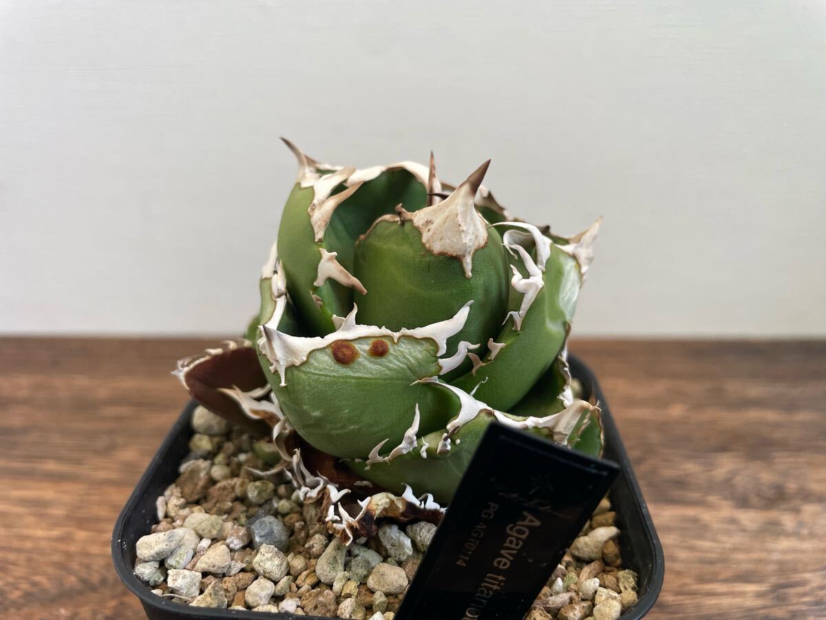 Yahoo!オークション -「cok」(アガベ) (観葉植物)の落札相場 Yahoo!オークション -「cok」(アガベ) (観葉植物)の落札相場