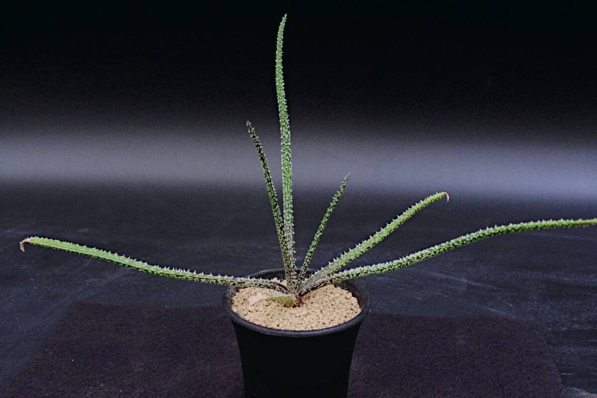 Yahoo!オークション -「フォリア」(アロエ) (観葉植物)の落札