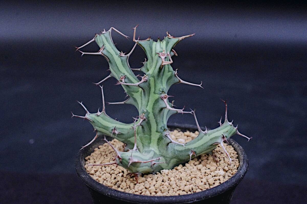 Yahoo!オークション -「ユーフォルビア シザカンサ」(観葉植物