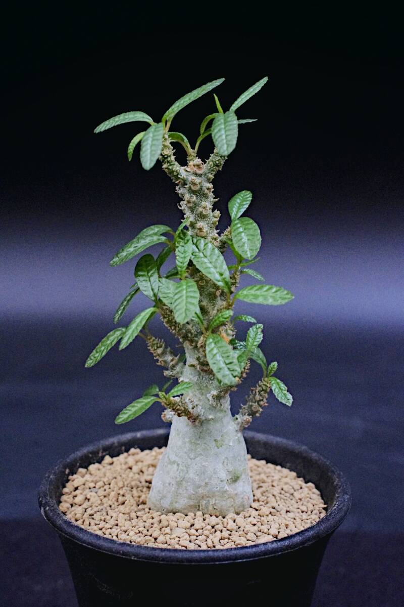 Yahoo!オークション -「ドルステニア ギガス」(観葉植物) の落札 Yahoo!オークション -「ドルステニア ギガス」(観葉植物) の落札