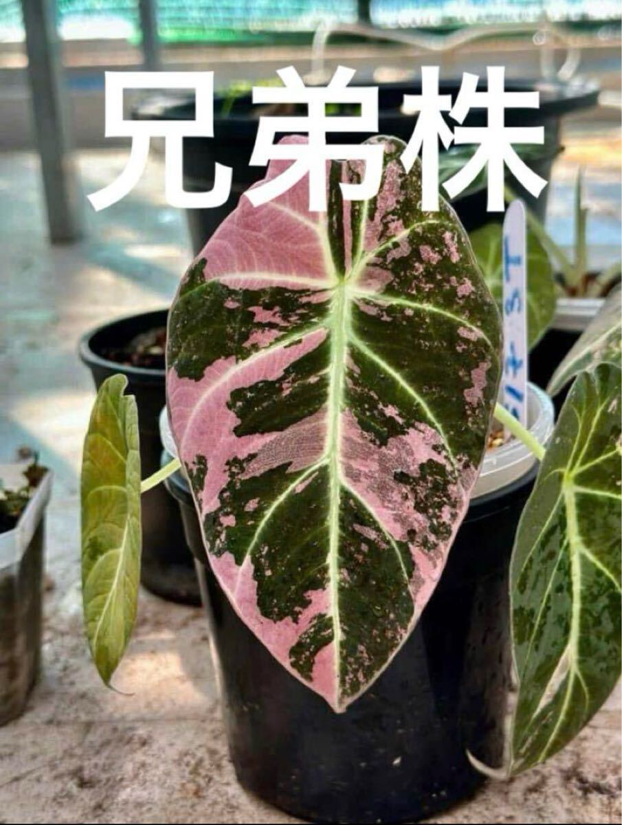 Yahoo!オークション -「アロカシア ピンク」(花、園芸) の落札 Yahoo!オークション -「アロカシア ピンク」(花、園芸) の落札