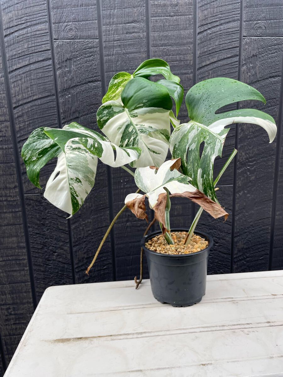 2025年最新】Yahoo!オークション -モンステラ(観葉植物)の中古品 2025年最新】Yahoo!オークション -モンステラ(観葉植物)の中古品