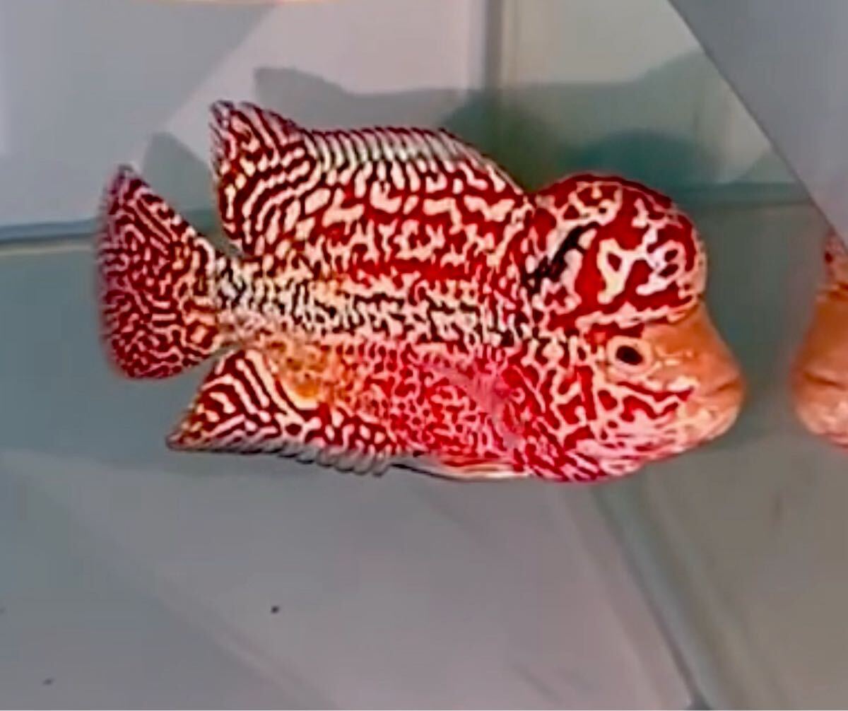 Yahoo!オークション -「フラワーホーン」(淡水魚) (熱帯魚)の