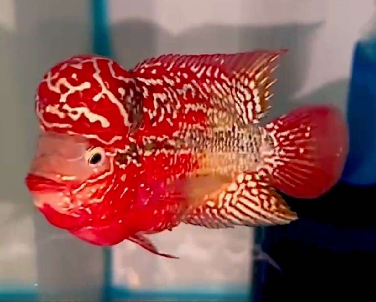 楽天市場】フラワーホーン（観賞魚の生態環境淡水）の通販