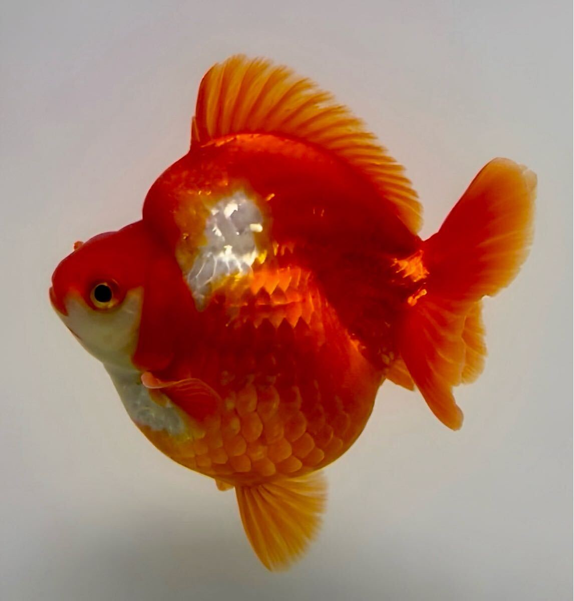 中国産 琉金ショートテール M（1） | フルタニ金魚倶楽部