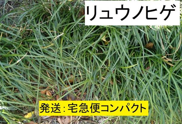 《送込》リュウノヒゲ 宅急便コンパクト発送 若い小さい株 苗 複数の場所から掘ります 葉が長い(玉竜ではない) わが家で増殖
