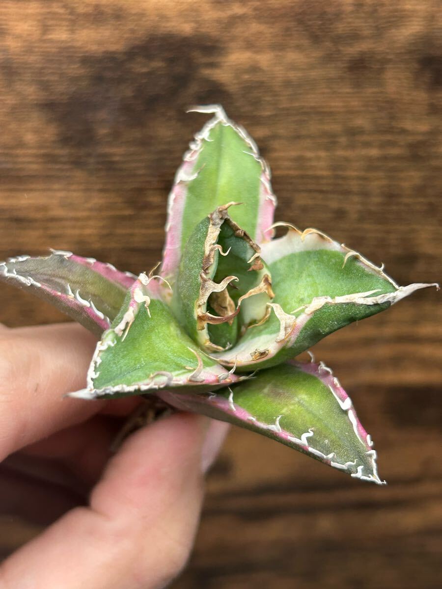 Yahoo!オークション -「アガベ シーザー錦」(アガベ) (観葉植物 Yahoo!オークション -「アガベ シーザー錦」(アガベ) (観葉植物