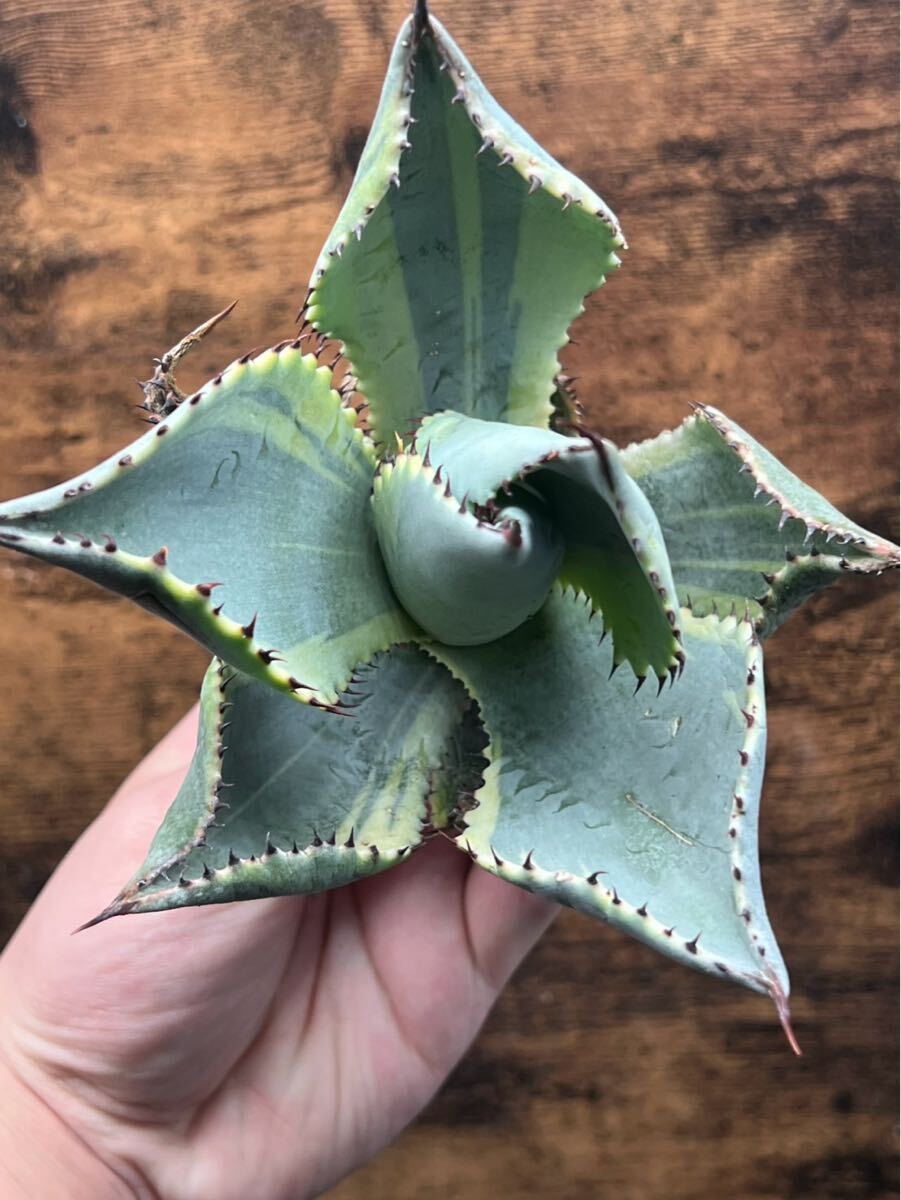 Yahoo!オークション -「(dragon gate)」(アガベ) (観葉植物)の Yahoo!オークション -「(dragon gate)」(アガベ) (観葉植物)の