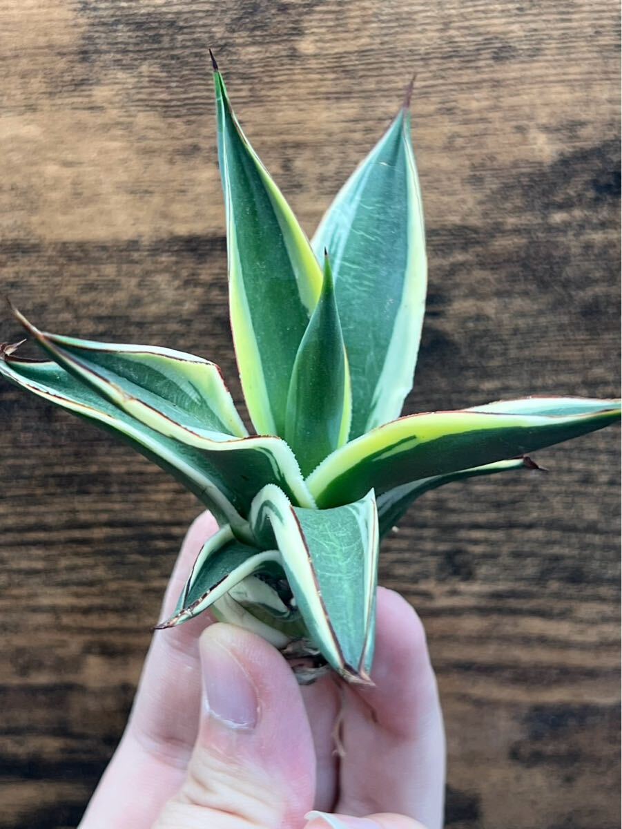 Yahoo!オークション -「アガベ ブルーグロー」(観葉植物) の落札 Yahoo!オークション -「アガベ ブルーグロー」(観葉植物) の落札