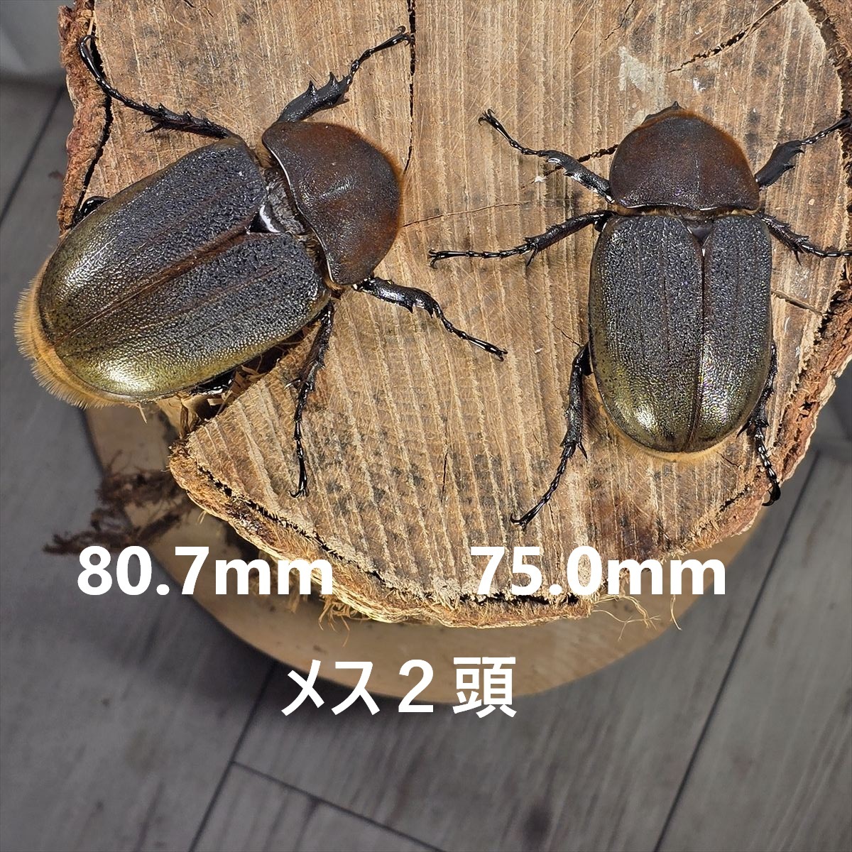 Yahoo!オークション -「ヘラクレスヘラクレスメス」(ペット