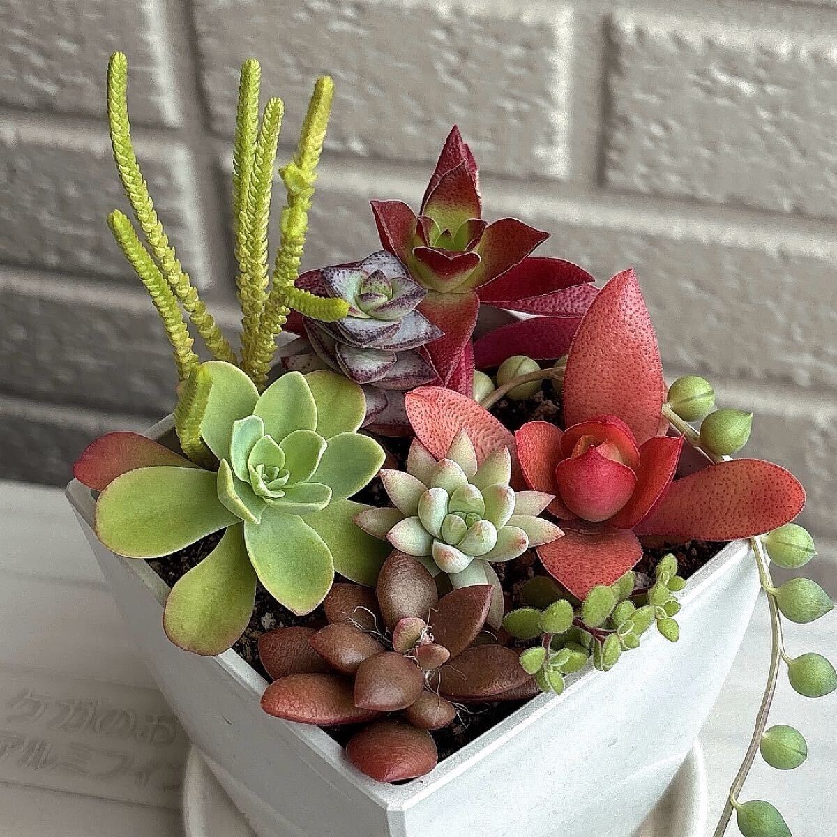 Yahoo!オークション -「多肉 桜吹雪」(サボテン) (観葉植物)の Yahoo!オークション -「多肉 桜吹雪」(サボテン) (観葉植物)の