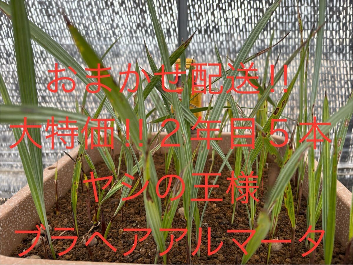2025年最新】ブラヘアアルマータ 観葉植物の通販商品 - Yahoo 2025年最新】ブラヘアアルマータ 観葉植物の通販商品 - Yahoo