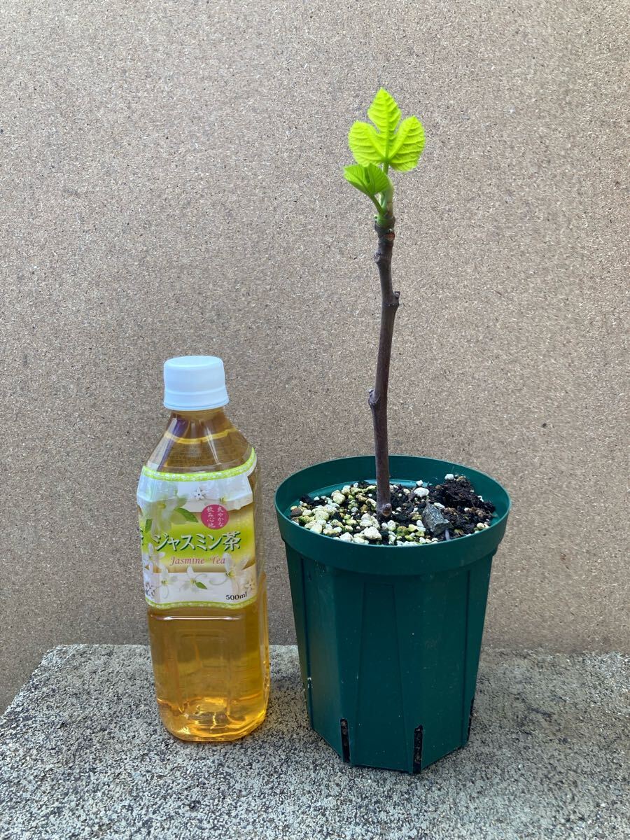 イチジク　LSUスコッツイエロー　マルティース ビューティ　デオスネグラ　他　苗 LSU Scott's Yellow(LSUスコッツイエロー)の特徴・味・耐寒性