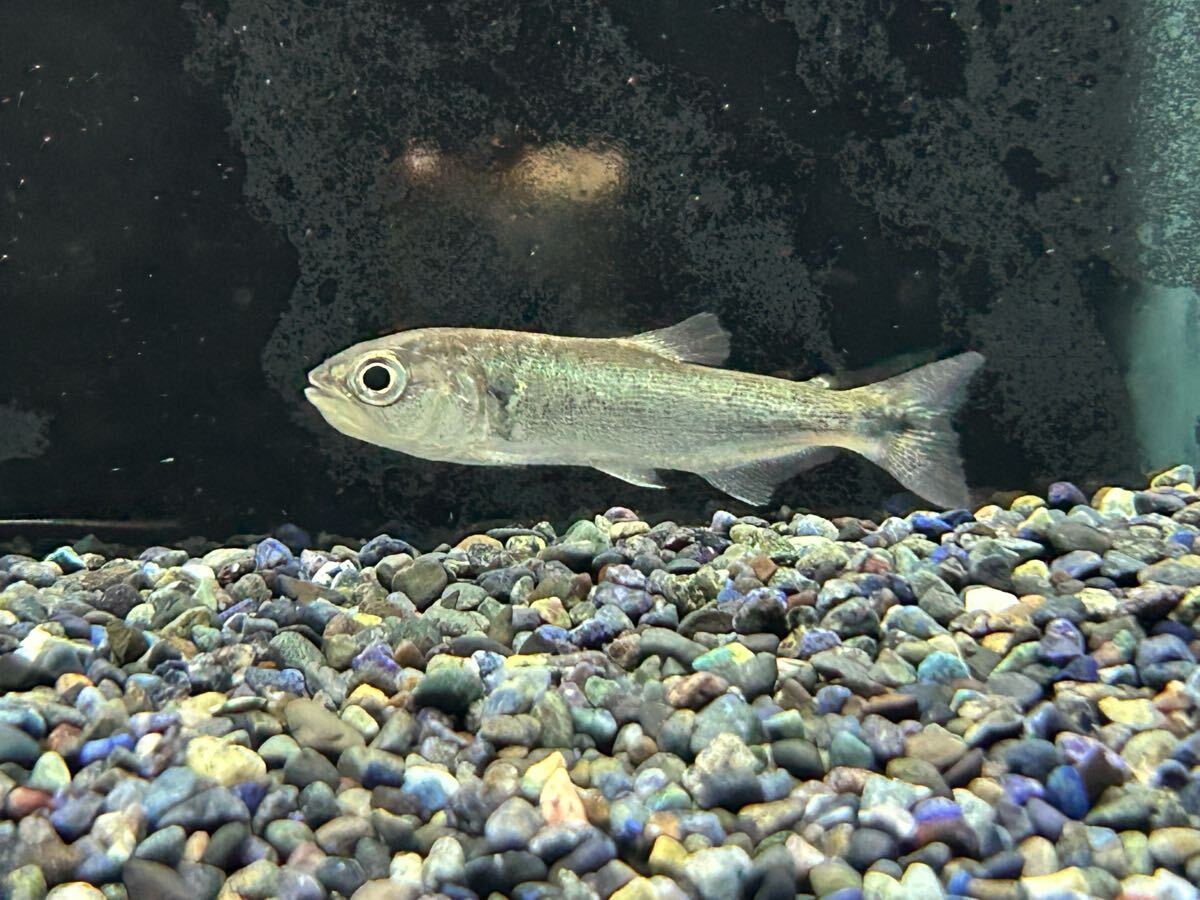 2025年最新】Yahoo!オークション -ドラド 魚(ペット、生き物)の