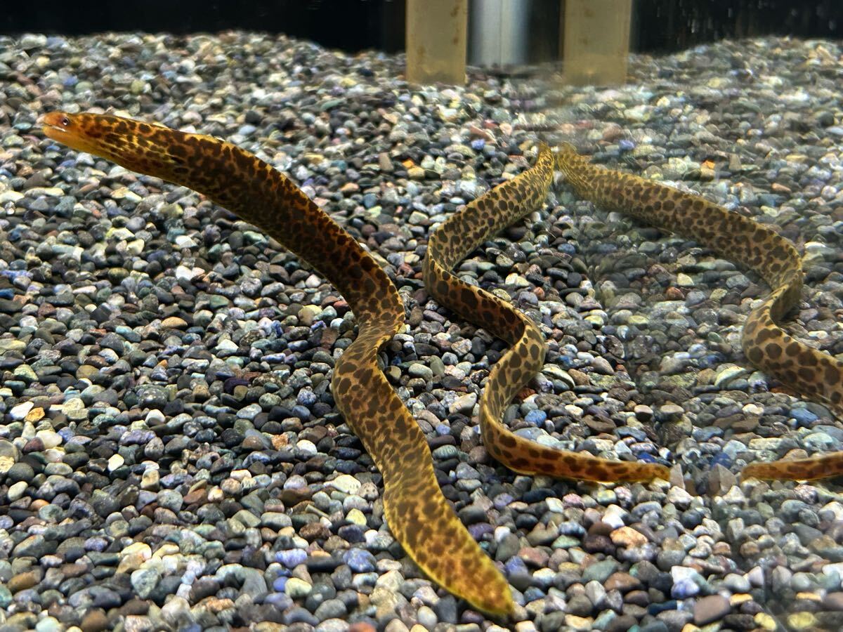 Yahoo!オークション -「ウツボ」(淡水魚) (熱帯魚)の落札相場