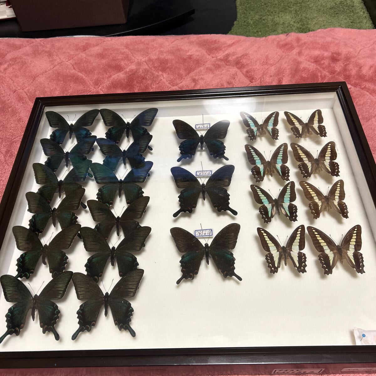 標本箱の中古が安い！激安で譲ります・無料であげます｜ジモティー