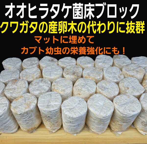 オオヒラタケ菌糸【20個】クワガタの産卵に!マットに埋め込むだけ!爆産する!手でほぐせるので割り出しが楽!カブト幼虫の栄養強化にも!