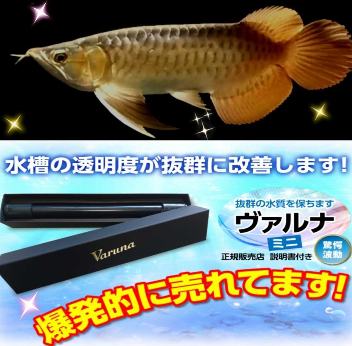 2025年最新】Yahoo!オークション -アロワナ 水槽の中古品・新品