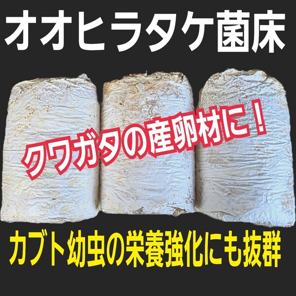 クワガタの産卵木に オオヒラタケ菌床【3個】 マットに埋め込むだけで爆産する!手でほぐせるので割り出しが楽!カブト幼虫の栄養強化に