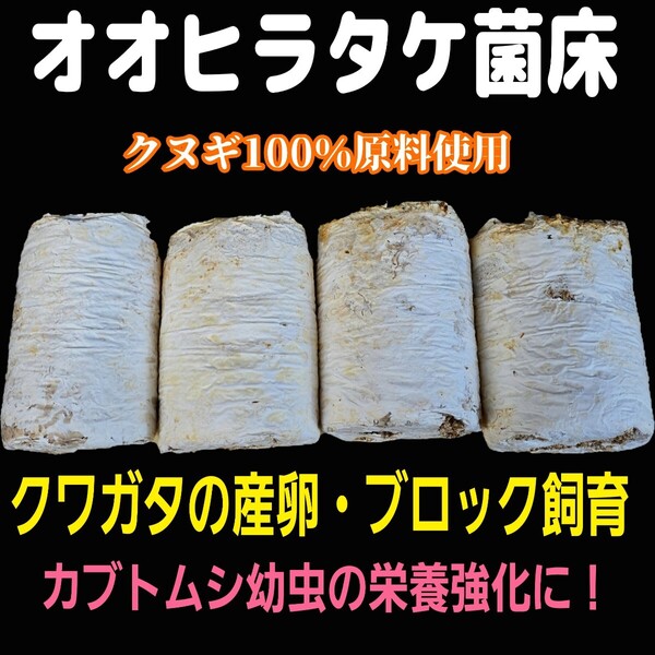 クワガタ産卵専用 オオヒラタケ菌床【4ブロック】マットに埋め込むだけで爆産する!手でほぐせるので割り出しが楽!カブト幼虫の栄養強化