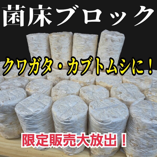 クワガタ産卵専用 オオヒラタケ菌床【5個】マットに埋め込むだけで爆産する!手でほぐせるので割り出しが楽!カブト幼虫の栄養強化にも