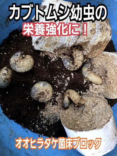 カブトムシ幼虫の栄養強化に!オオヒラタケ菌床【8ブロック】マットに埋め込むだけ!クワガタの産卵にも!手でほぐせるので割り出しが楽!