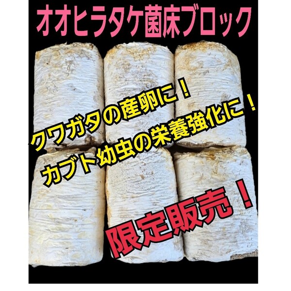 クワガタ産卵専用 オオヒラタケ菌床【6ブロック】マットに埋め込むだけで爆産する!手でほぐせるので割り出しが楽!カブト幼虫の栄養強化